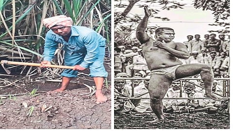 covid 19 impact for farm labor on Wrestler