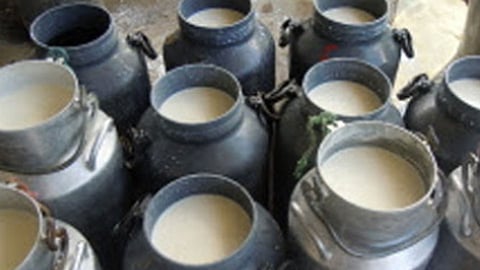 milk