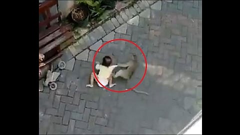 monkey attempt by kidnapping baby video