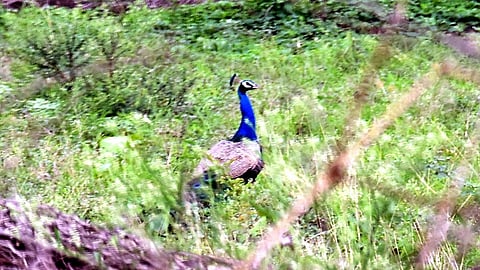 फोटो