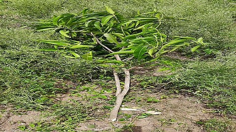 narayangav