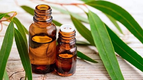 benefits of eucalyptus oil nagpur health news