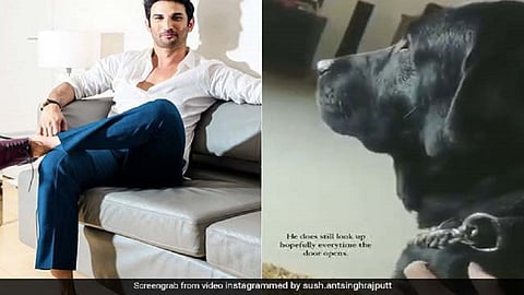 sushants dog fudge  