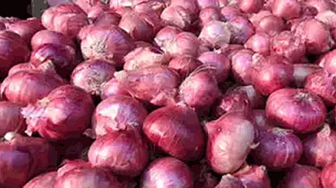 onion 