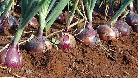 onion seed.jpg