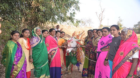 filling of cow made by farmer couple in Pohale kolhapur