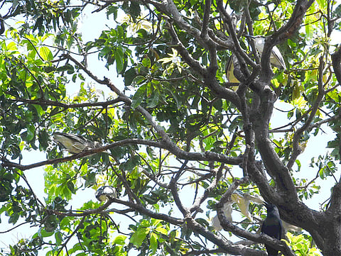 coronavirus effects on birds