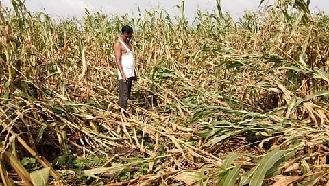 Akola Buldana News: Farmers lost their mouths, rains along with strong winds