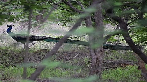 peacock11.jpg