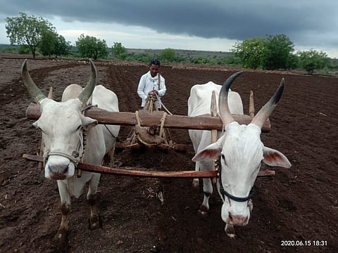 Sowing on so many lakh hectares in Nagar district