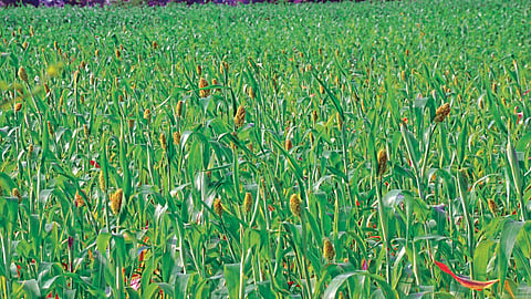 piik