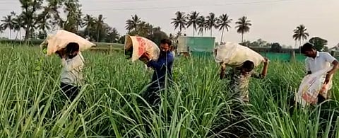  Anchor on the Dreams: Time to throw away the cash crops