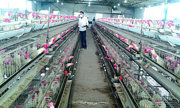 poultry farming