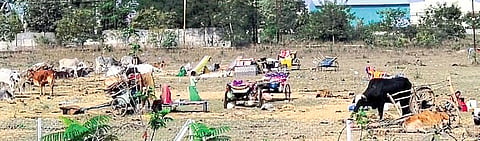 Rajput Thakur community wanders for stomach