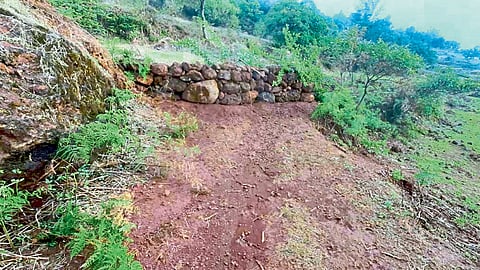 jawali