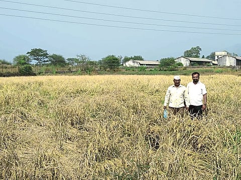 rice seed