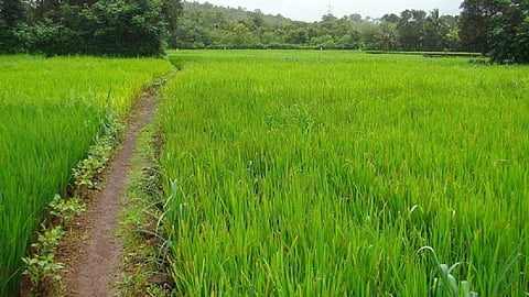 farming new pattern of konkan launched in ratnagiri gives huge production in small size of land