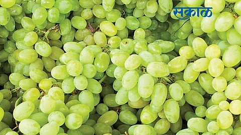 Throat of mature grapes in the eastern part of Jat