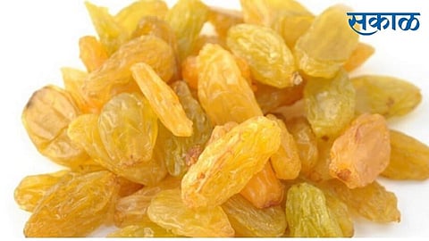 Solapur Leads Maharashtra in Raisin Production: Madha Contributes 34% to District Share