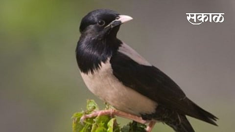 Beautiful Rosy starling birds are coming in Maharashtra Gadchiroli 