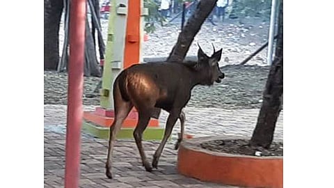 sambar