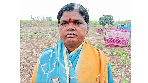  Aalsand Sugar Cane Laborer Women Poetry Sangli marathi  News
