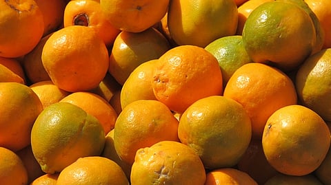 simple management technique help to increase orange production