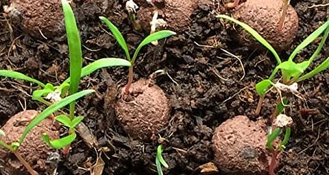 seed-ball-