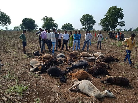 sheep death