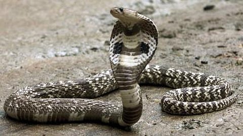 Snake Friend Unauthorized exposed death of a young man