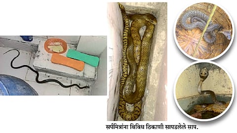 ओलाव्याच्या शोधात साप घरात