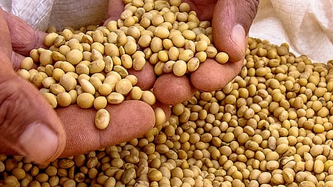 seeds