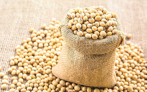 Akola bogus seed case: Court case filed against two companies, soybean seed uncertified case of six big companies