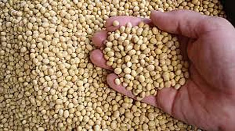 soyabin market
