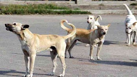 streeet-dogs-696x447.jpg