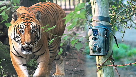 sudarban-tiger