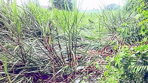 Loss Of Sugarcane In An Area Of O​ne Thousand Hectares Kolhapur Marathi News