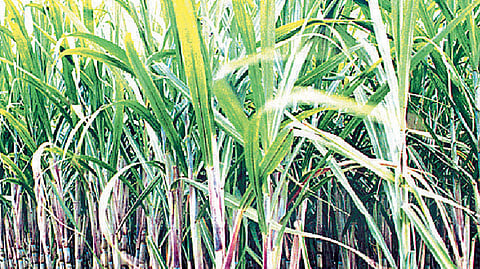sugarcane