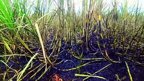 sugarcane burn.jpg