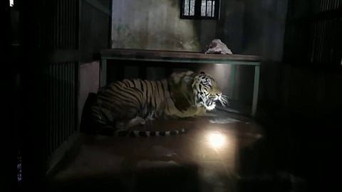 तीन वाघिणींचा सुलतान मुंबईत दाखल.. 