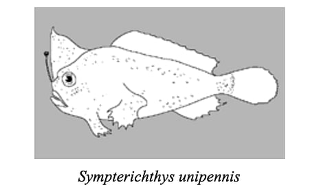 sympterichthys-unipennis