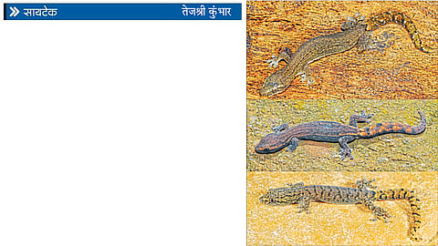 tejashri kumbhar