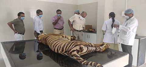 A tiger in Chandrapur died due to infection