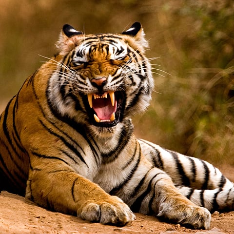 Rescue Tigress in Yavatmal District  
