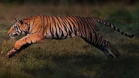 2 died in tiger attack in chandrapur