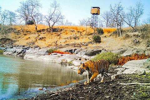 tiger censes