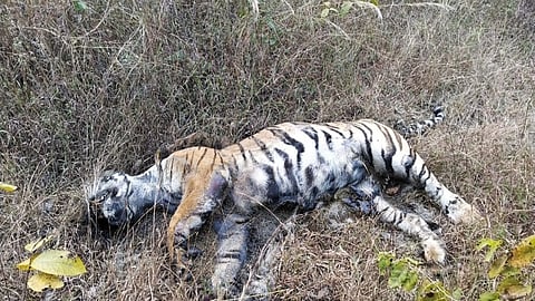 Tiger and cubs are dead due to poison in Umred Karhandla Forest Nagpur 