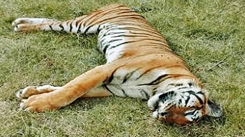 tiger found dead in farm in Gondia disrict 