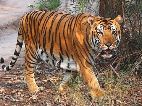 11 tiger excursions through the underpass 