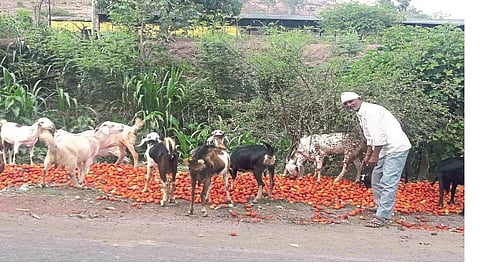 tomato